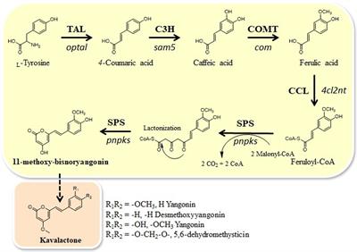 Construction of an Artificial Biosynthetic Pathway for the Styrylpyrone Compound 11-Methoxy-Bisnoryangonin Produced in Engineered Escherichia coli